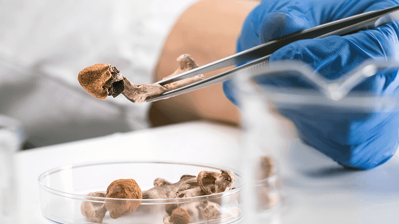 Psilocybin in a petri dish