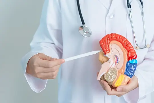 A doctor holding a brain model and pointing to it with an Apple pen